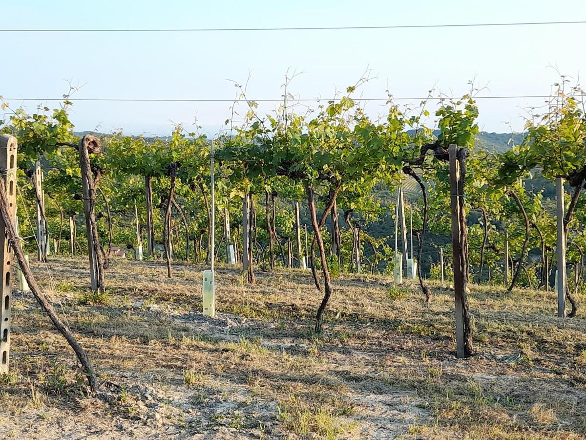 Agriturismo Il Biancospino Bed & Wine Leilighet Lerma Eksteriør bilde